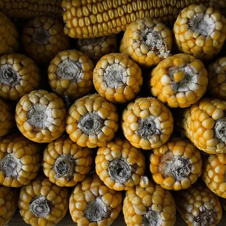 Séjour à la campagne Casa De Roque